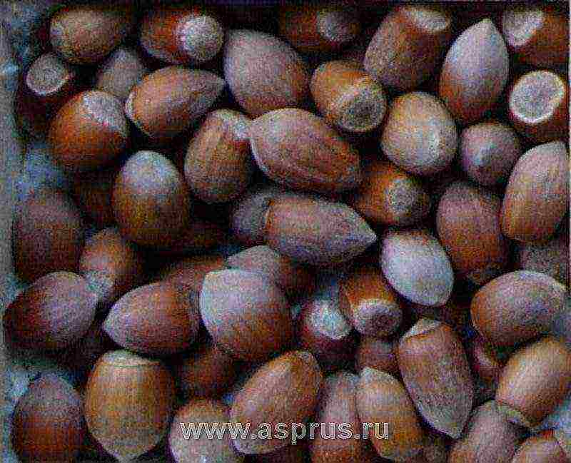 ang pinakamahusay na mga varieties ng hazelnuts