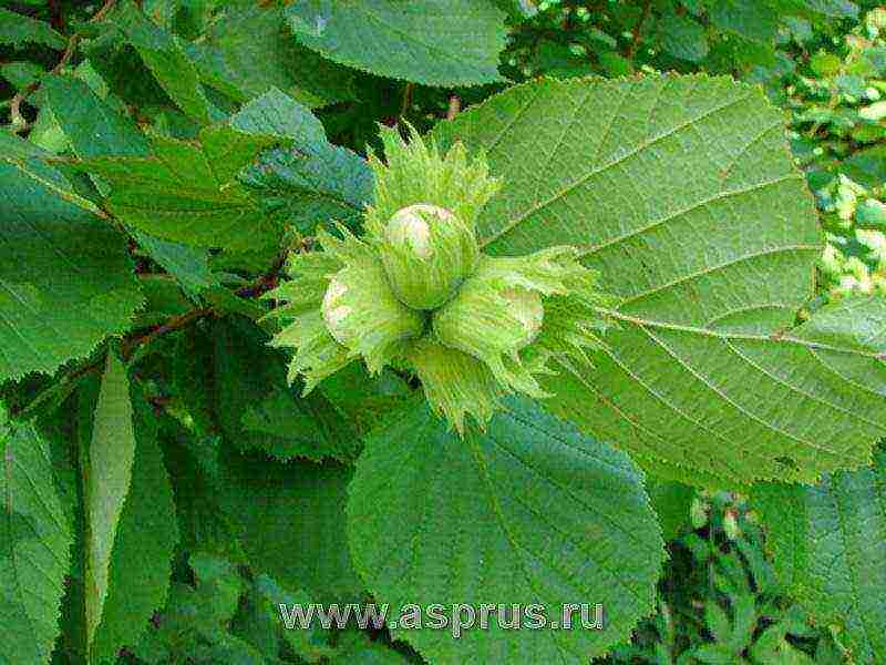 the best varieties of hazelnuts