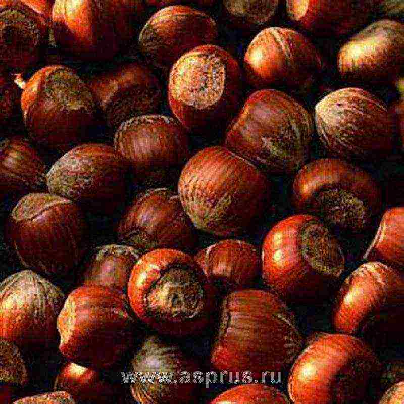 the best varieties of hazelnuts