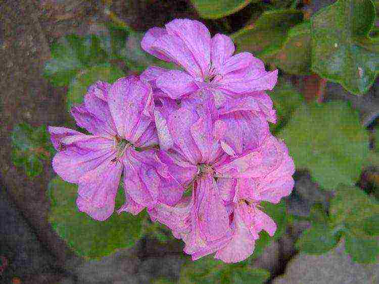 Pelargonium โซนที่ดีที่สุด