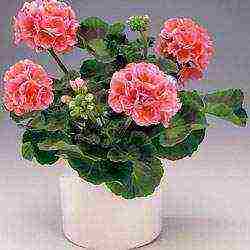 the best varieties of pelargonium zonal