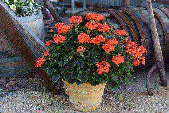 the best varieties of pelargonium zonal