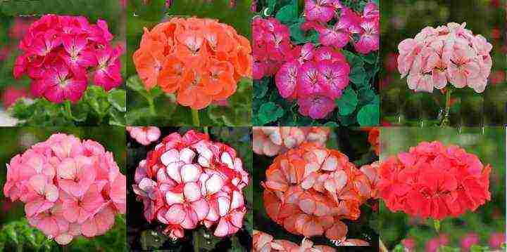 the best varieties of zonal pelargonium