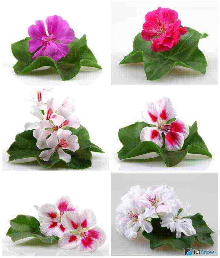 Pelargonium โซนที่ดีที่สุด