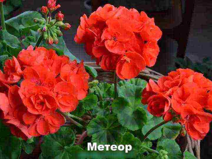 the best varieties of zonal pelargonium