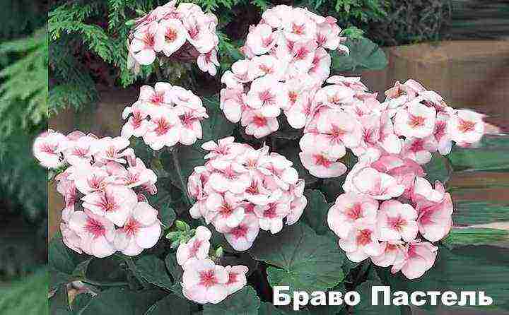 the best varieties of zonal pelargonium