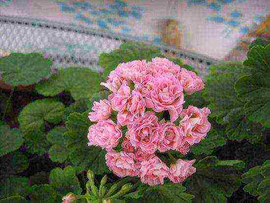 the best varieties of pelargonium zonal