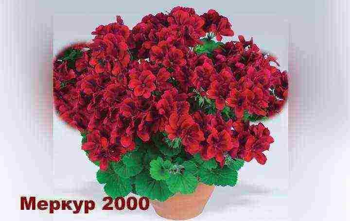 the best varieties of zonal pelargonium