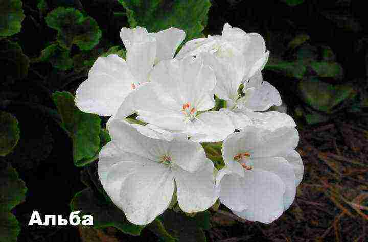 the best varieties of zonal pelargonium