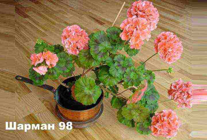 ang pinakamahusay na mga pagkakaiba-iba ng pelargonium zonal