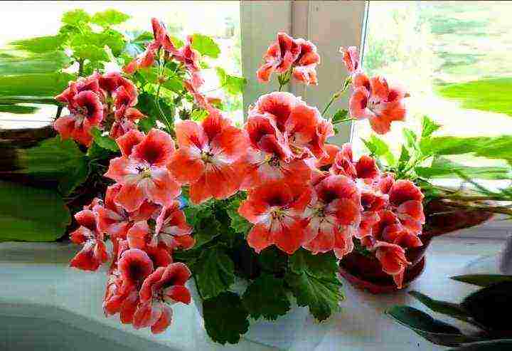 Pelargonium โซนที่ดีที่สุด