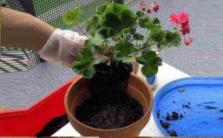 Pelargonium โซนที่ดีที่สุด