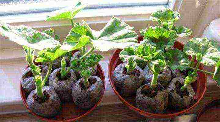 the best varieties of zonal pelargonium