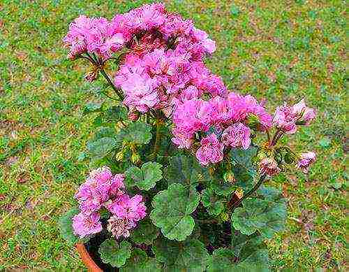 Pelargonium โซนที่ดีที่สุด