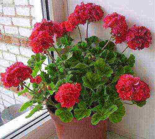 the best varieties of pelargonium zonal