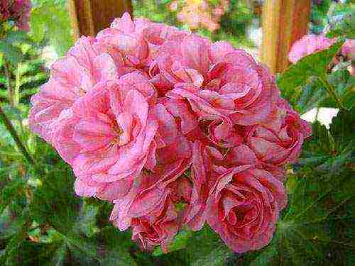 the best varieties of pelargonium zonal