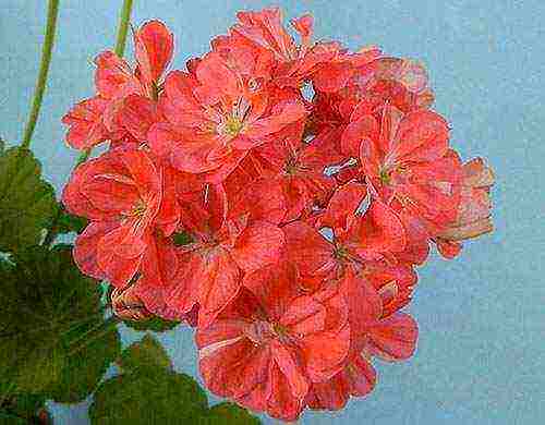 Pelargonium โซนที่ดีที่สุด