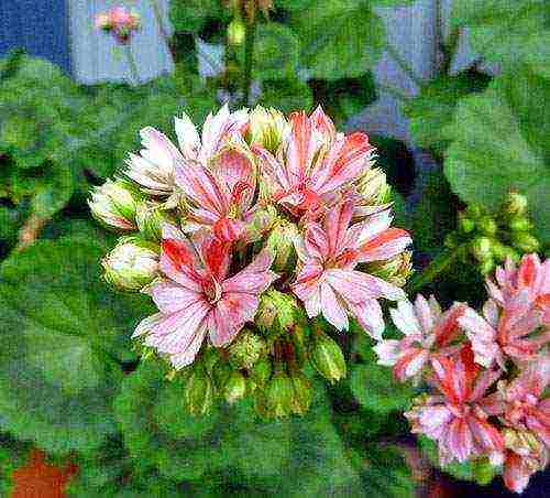 Pelargonium โซนที่ดีที่สุด