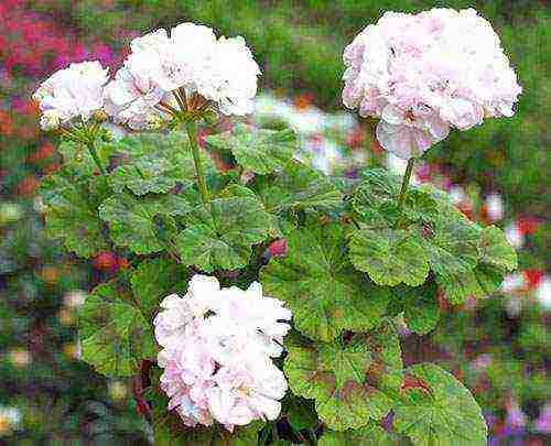 Pelargonium โซนที่ดีที่สุด