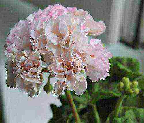 Pelargonium โซนที่ดีที่สุด