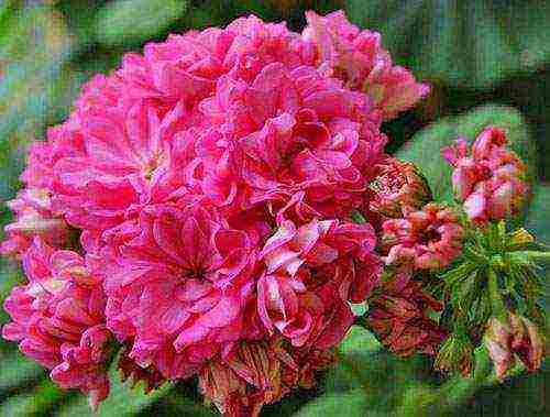 the best varieties of pelargonium zonal