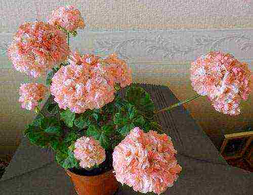 the best varieties of pelargonium zonal