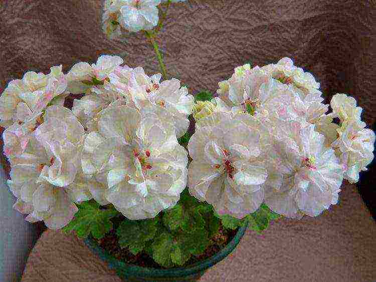 the best varieties of zonal pelargonium