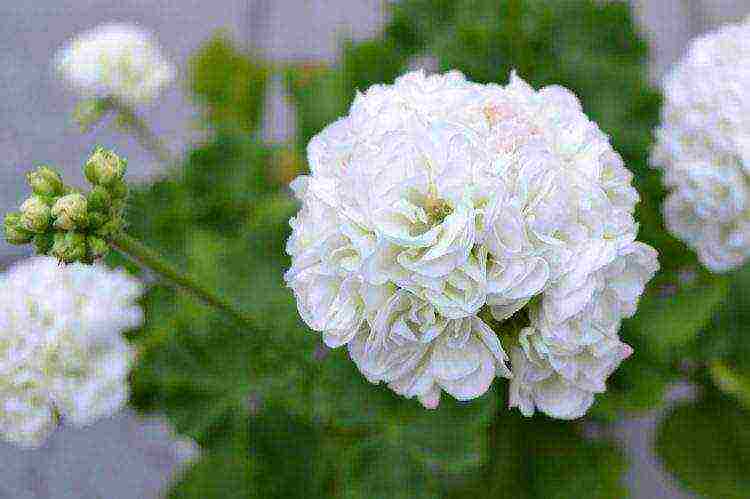 the best varieties of pelargonium zonal