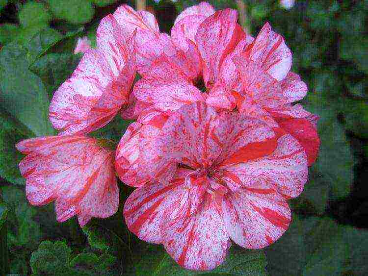 Pelargonium โซนที่ดีที่สุด