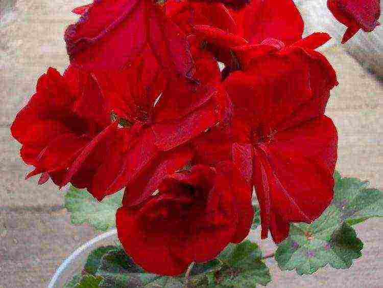 the best varieties of pelargonium zonal