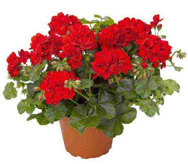 the best varieties of zonal pelargonium