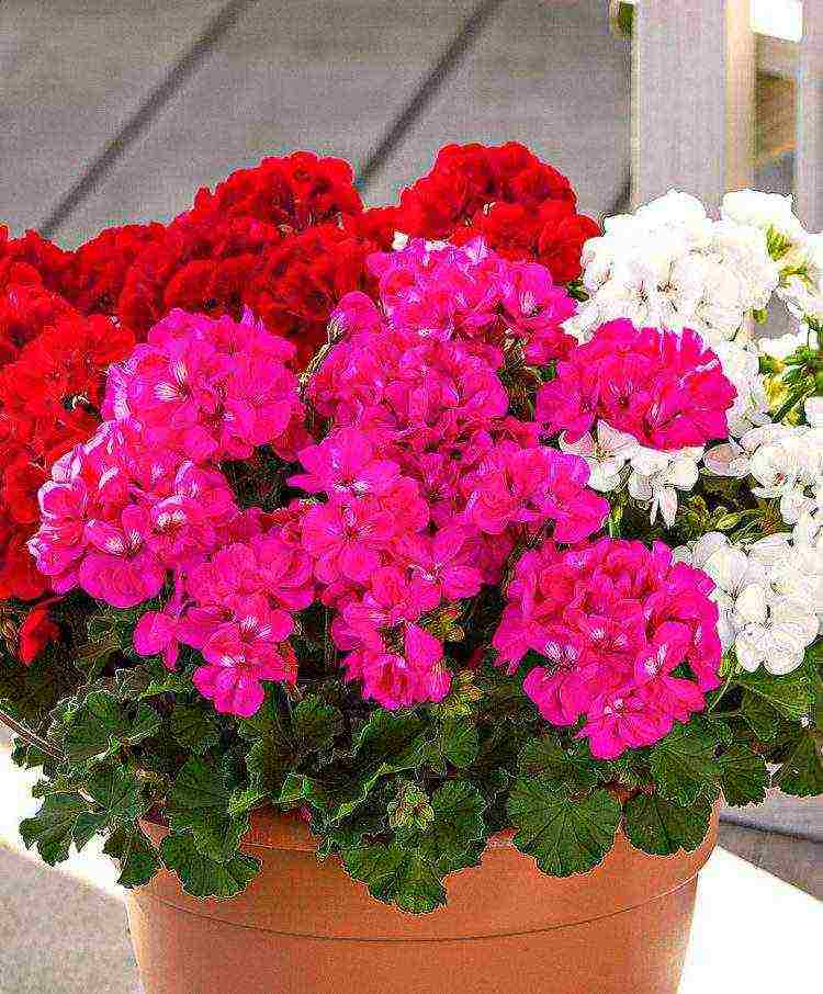 the best varieties of zonal pelargonium