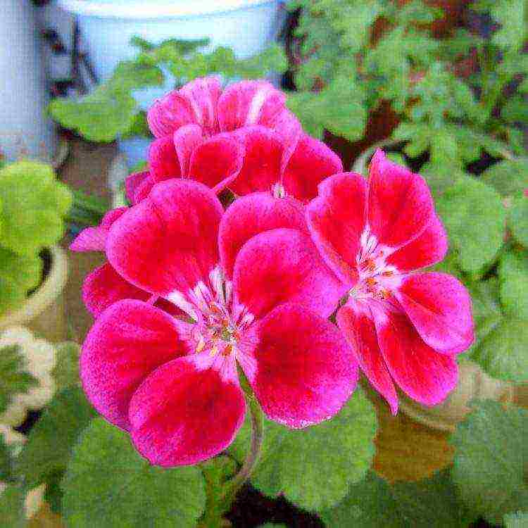 Pelargonium โซนที่ดีที่สุด