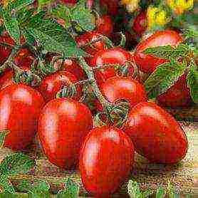 the best varieties of late tomatoes