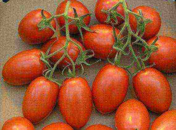 the best varieties of late tomatoes