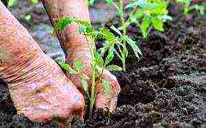 the best varieties of late tomatoes