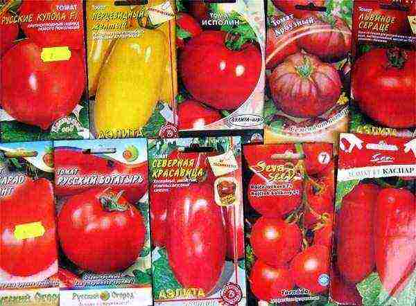 the best varieties of late tomatoes