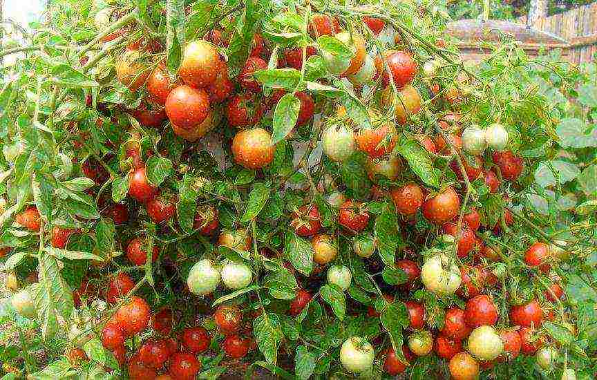 the best varieties of late tomatoes