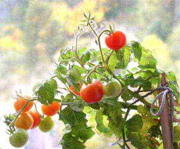 the best varieties of late tomatoes