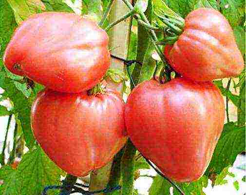 the best varieties of late tomatoes