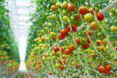 the best varieties of late tomatoes