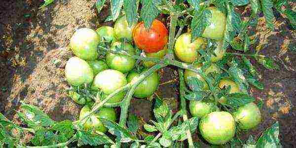 the best varieties of salad tomatoes