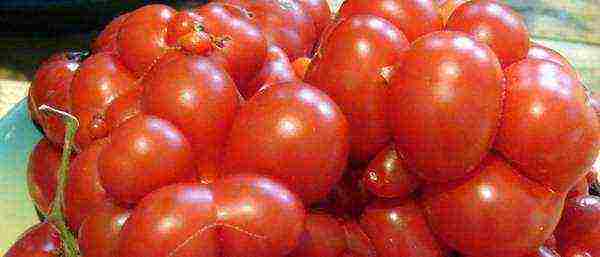 the best varieties of salad tomatoes