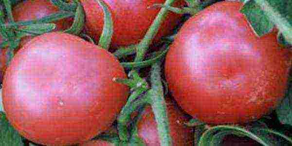 the best varieties of salad tomatoes
