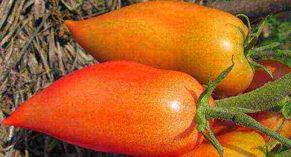 the best varieties of salad tomatoes