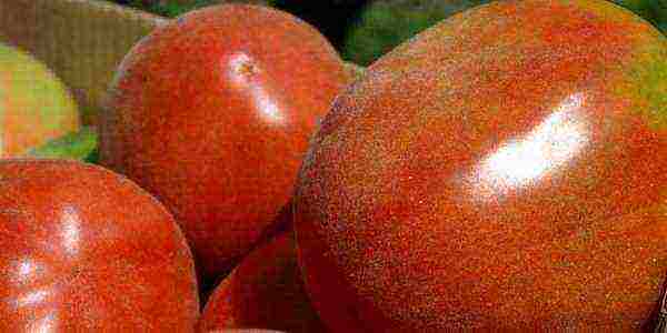 the best varieties of salad tomatoes