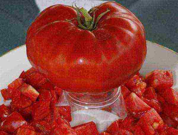 the best varieties of salad tomatoes