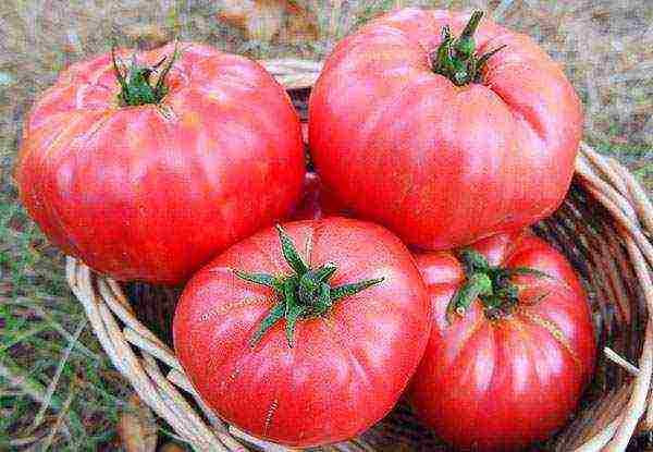 the best varieties of salad tomatoes