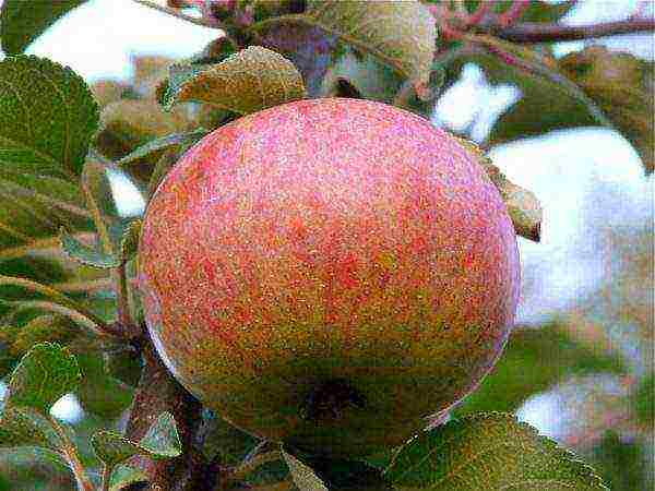 the best varieties of self-fertile apple trees