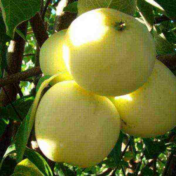 the best varieties of self-fertile apple trees